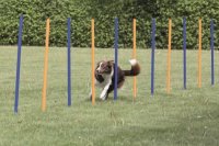 Agility 12 st Slalompinnar Plast 115 cm