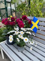 Sveriges nationaldag!