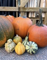 HALLOWEEN NÄRMAR SIG - NÄRODLADE PUMPOR FINNS HOS OSS