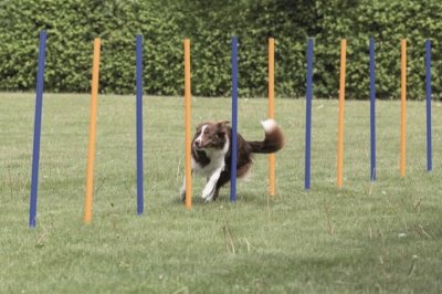 Agility 12 st Slalompinnar Plast 115 cm